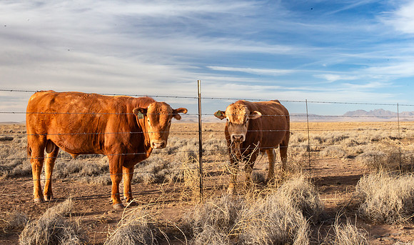 Marfa, Texas