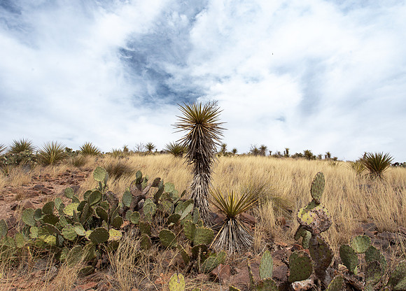 Alpine, Texas